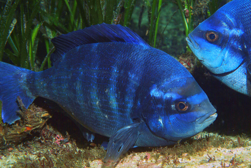 Spondyliosoma cantharus  in riproduzione